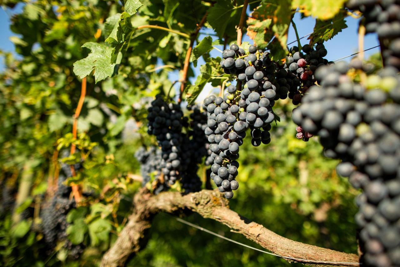 Agriturismo Casa Di Campagna Riva Zewnętrze zdjęcie